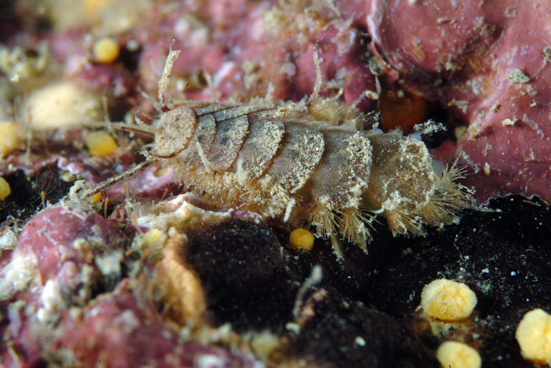Malmgreniella lunulata